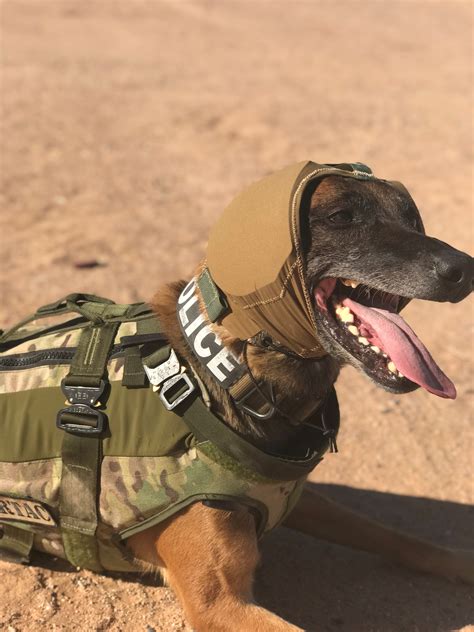 Future of military dogs