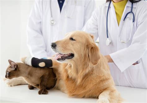 Future of veterinary medicine