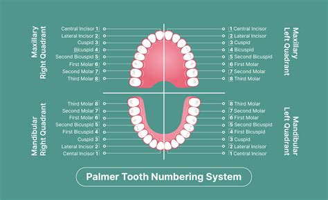 Future of Tooth Charts