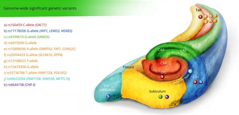 Subfields of Genetics