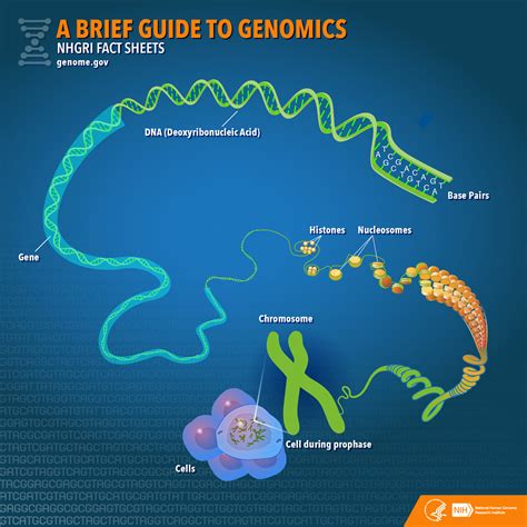 Geneticist analyzing genomic data on a computer