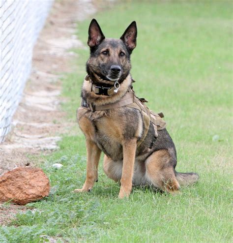 German Shepherd Military Dog