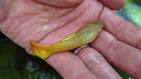 Giant Guppy Fish