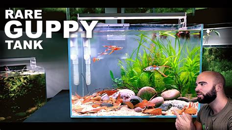 Giant Guppy Fish Tank