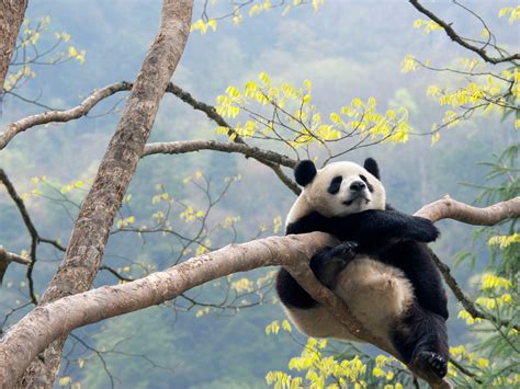 Giant panda in the bamboo forest