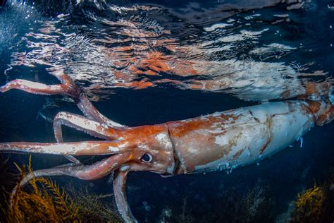 A giant squid swimming in the deep sea