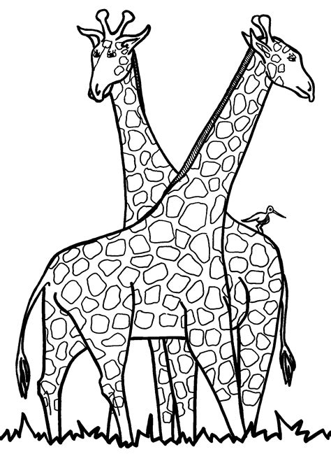 Giraffe coloring pages for kids