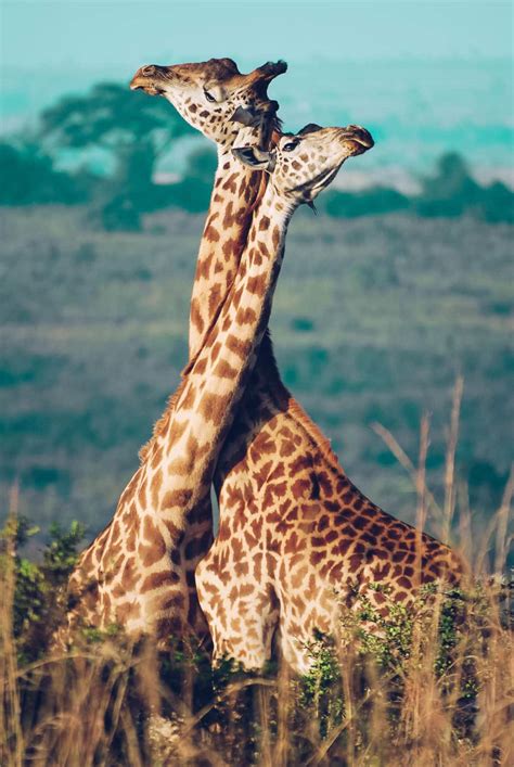 Giraffe conservation