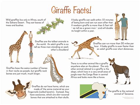 Giraffe education