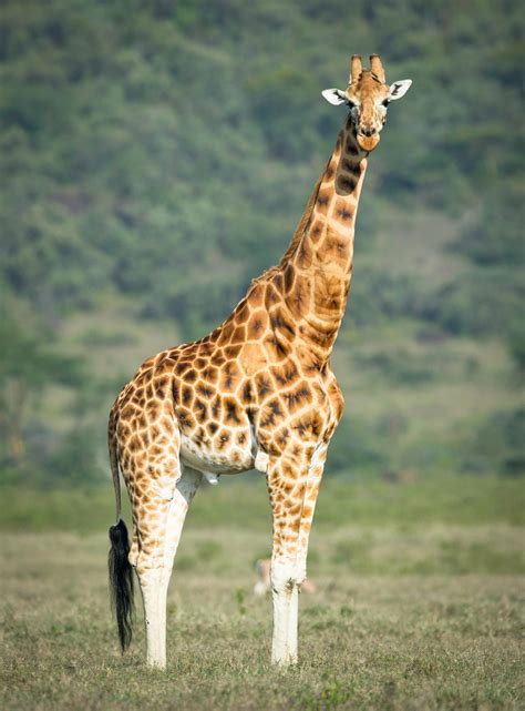 Giraffe photos