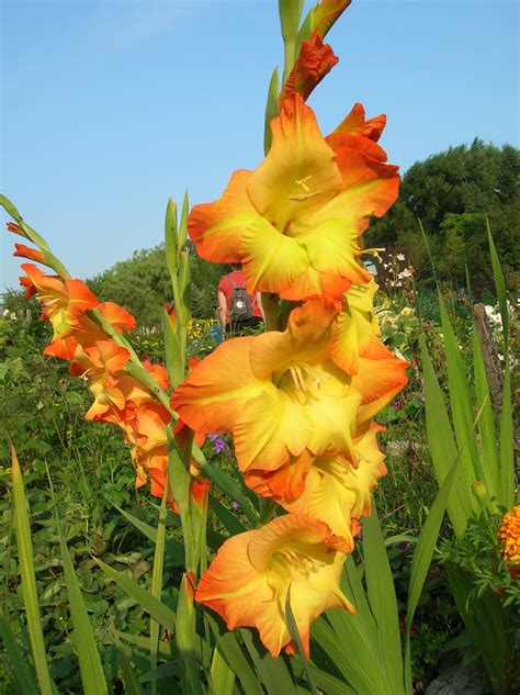 Gladiolus, the August birth flower