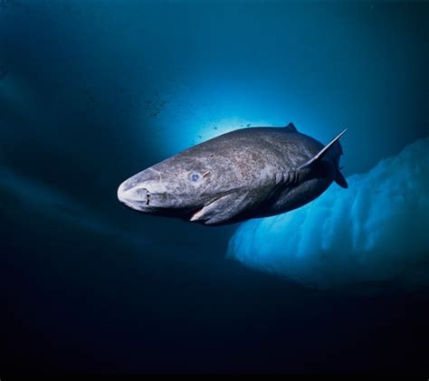 Greenland shark