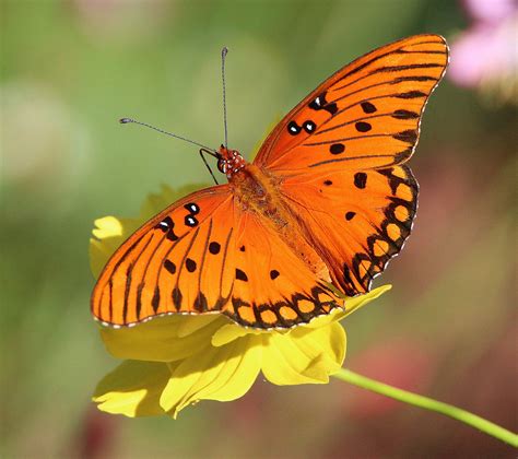 Gulf fritillary butterfly