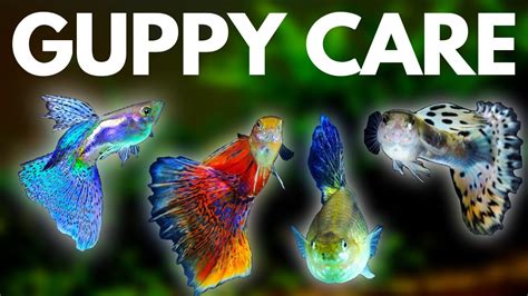 Guppy Fish Care