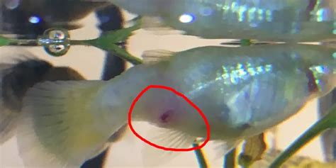 Guppy Fish Disease