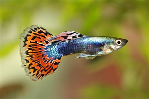 Guppy Fish Swimming