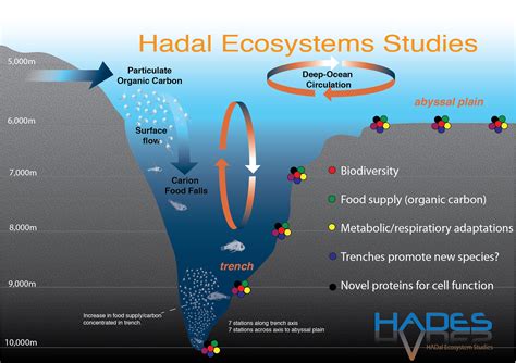 Giant isopods in the hadopelagic zone