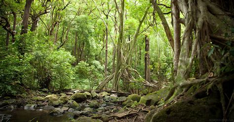 Hawaii Rainforests