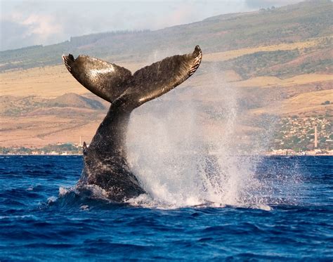 Hawaii Whale Watching