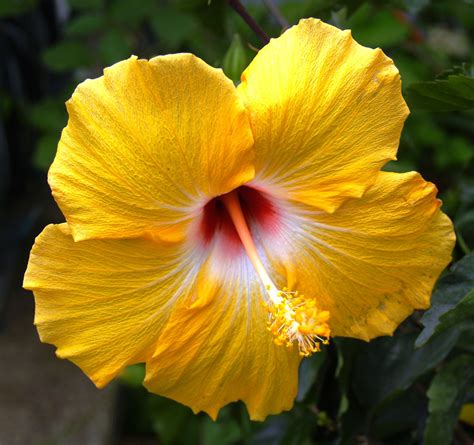 Hawaiian hibiscus flower