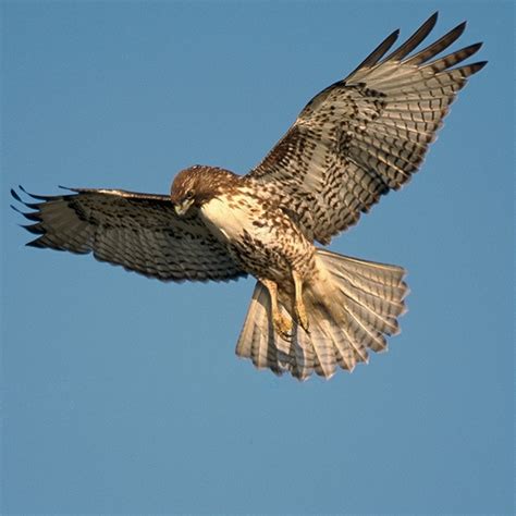 Hawk bird image