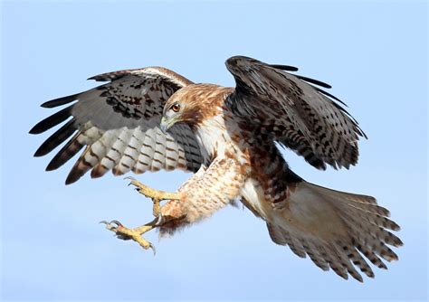 Hawk in flight