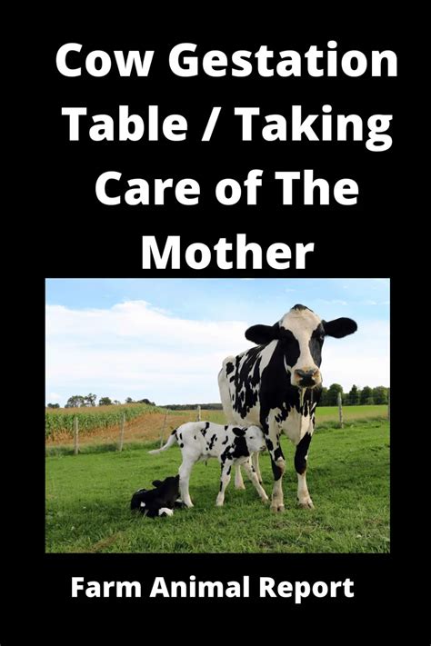 health care during cattle gestation