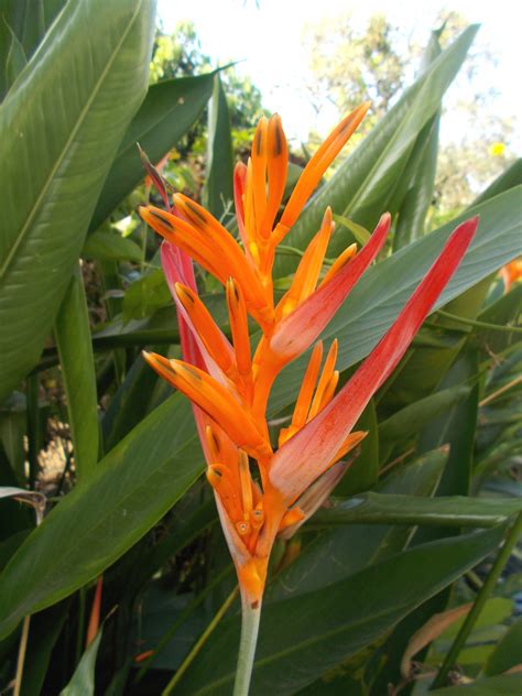 Heliconia flower