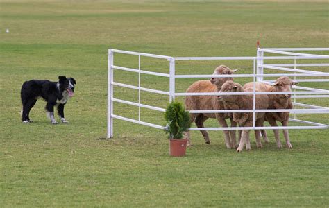 Herding Trials