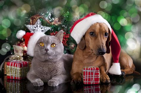 Holiday Pets