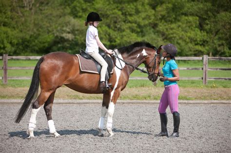 Horse riding lessons and horse grooming sessions