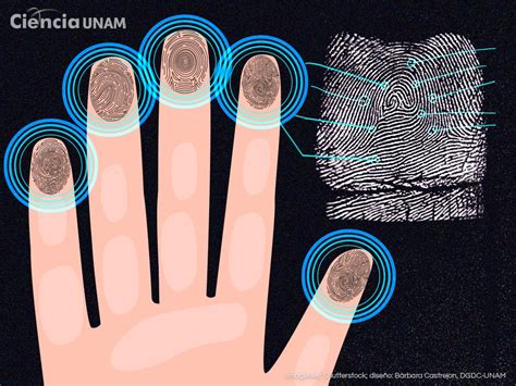 Huellas digitales en la identificación de personas