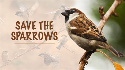 Human impact on sparrow migration