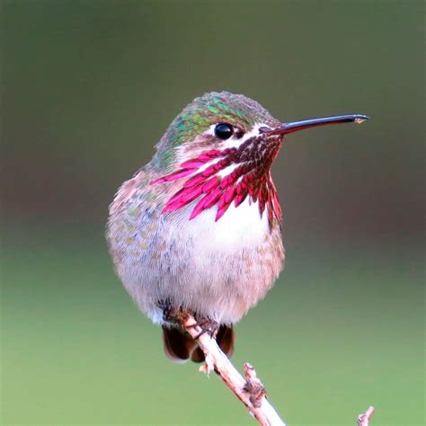 Hummingbird bird image