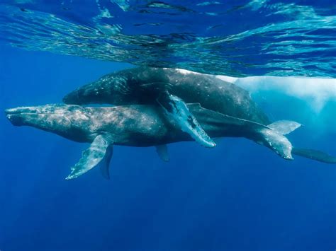 Humpback Whale