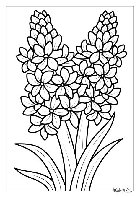 Hyacinth coloring templates for kids and adults