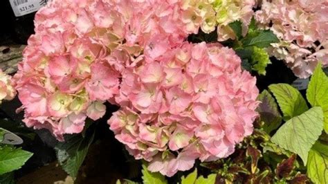 Hydrangea design