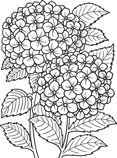 Hydrangea Flower Coloring Page