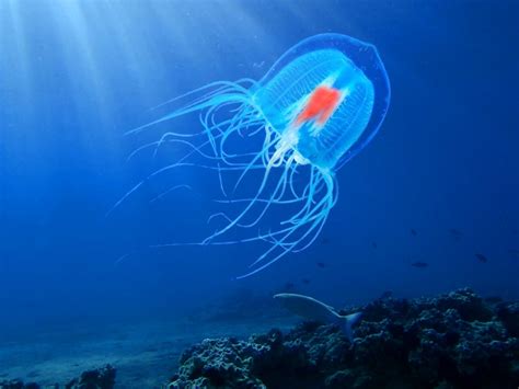 Immortal jellyfish