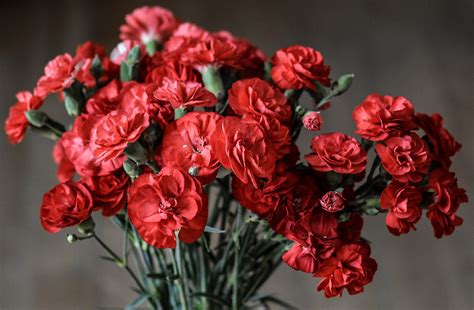 January birth flower - Carnation