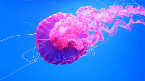 Jellyfish is a fascinating J word