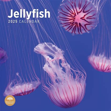 Oahu Jellyfish Calendar Guide