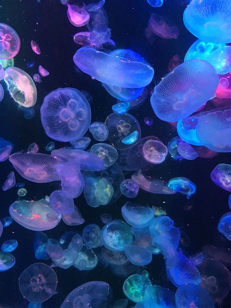 Jellyfish and Marine Life in Oahu