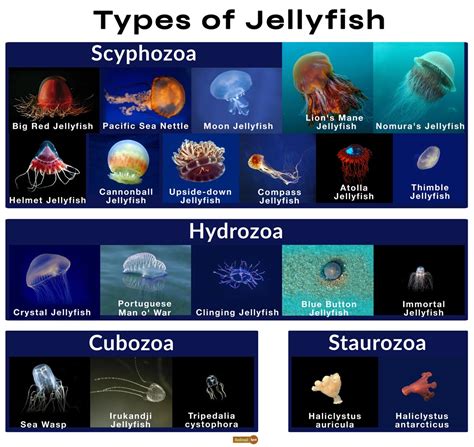 Jellyfish Species in Oahu