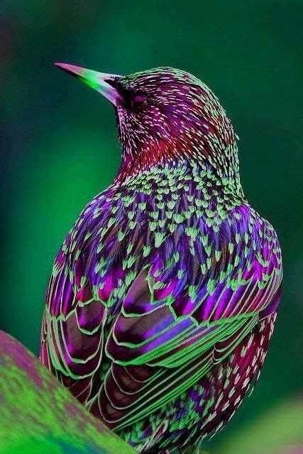 Jewel-Toned Bird