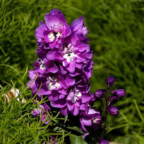 July birth flower - Larkspur