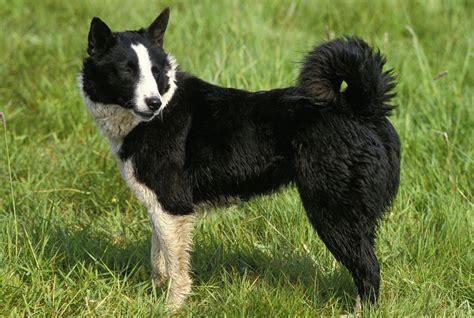 Karelian Bear Dog