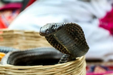 Conservation efforts for the King Cobra