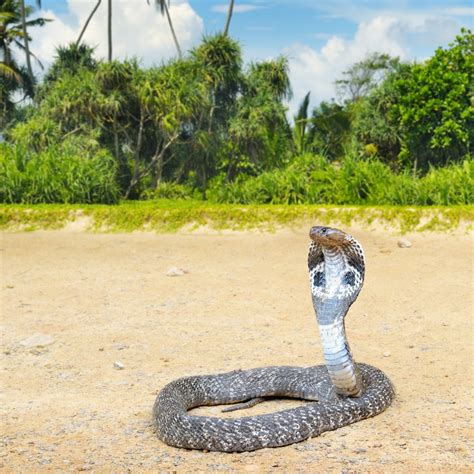 A King Cobra's natural habitat