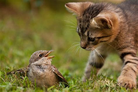 Kitten and bird